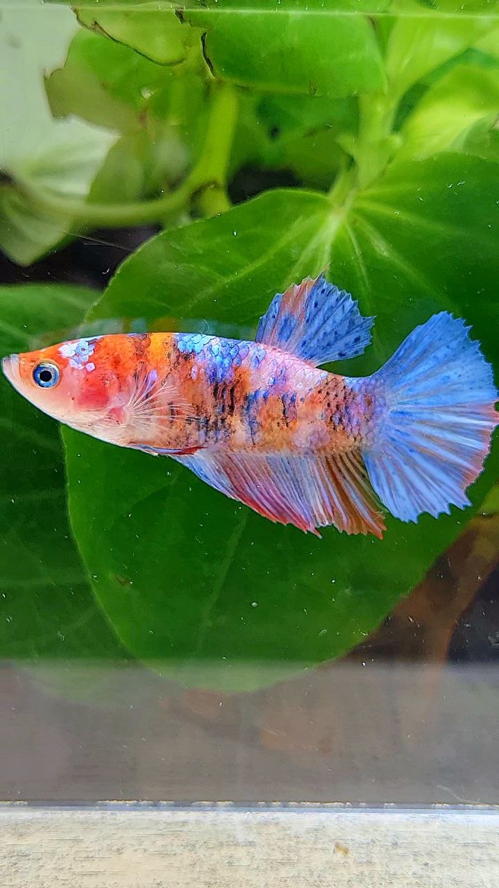 FEMALE HALFMOON GALAXY MULTICOLOR BETTA FISH