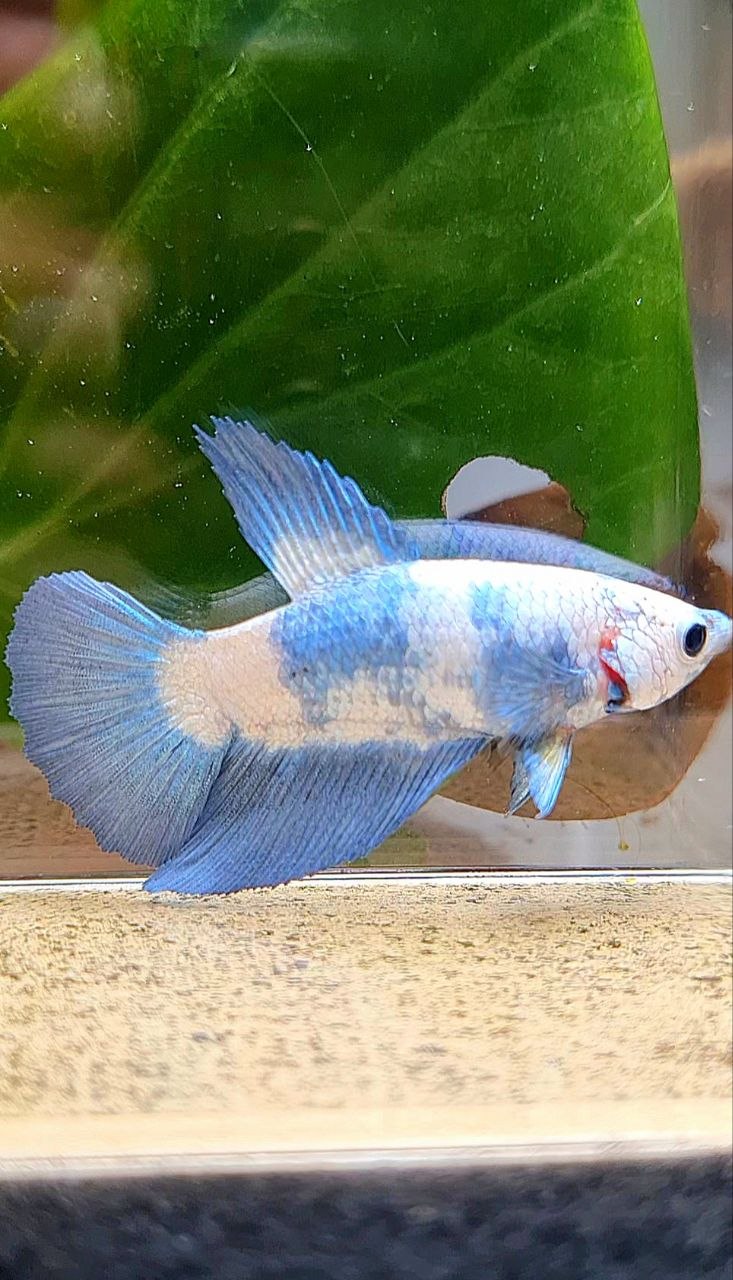 FEMALE HALFMOON BLUE RIM MARBLE BETTA FISH