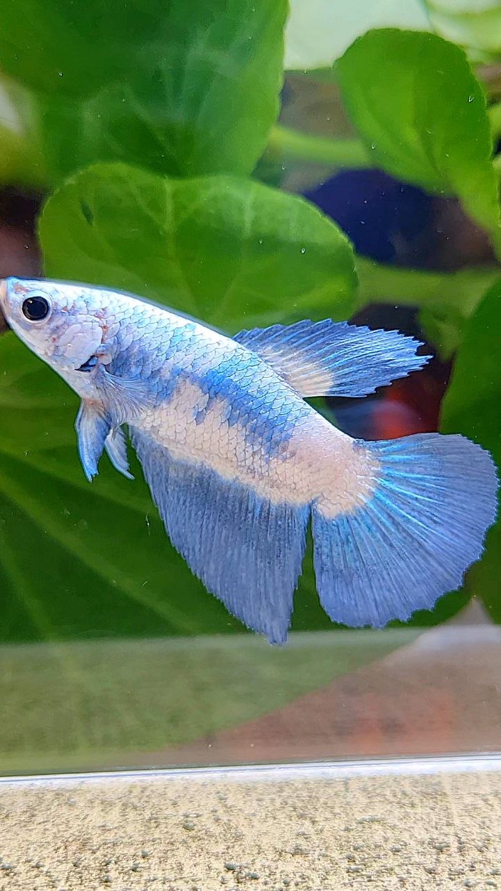 FEMALE HALFMOON BLUE RIM MARBLE BETTA FISH