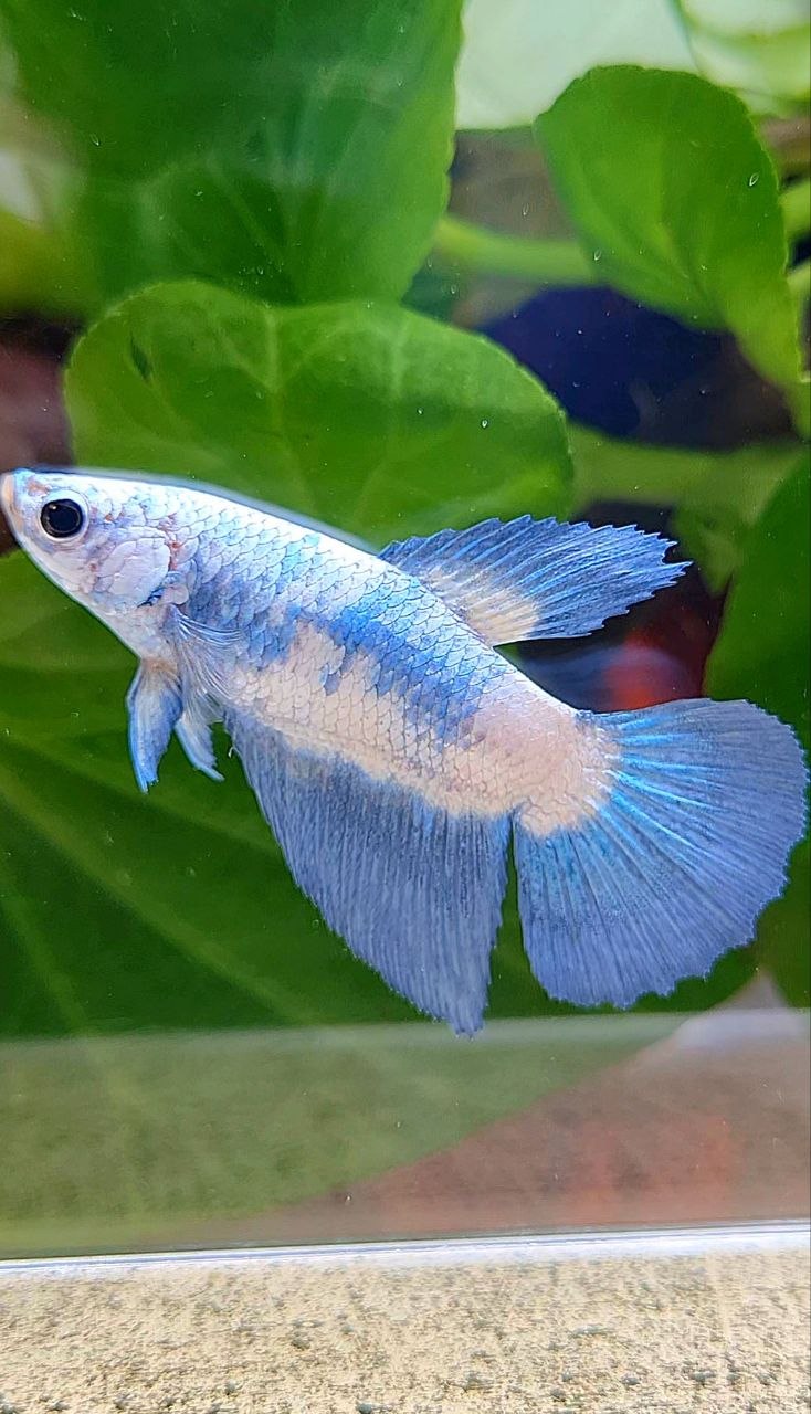FEMALE HALFMOON BLUE RIM MARBLE BETTA FISH