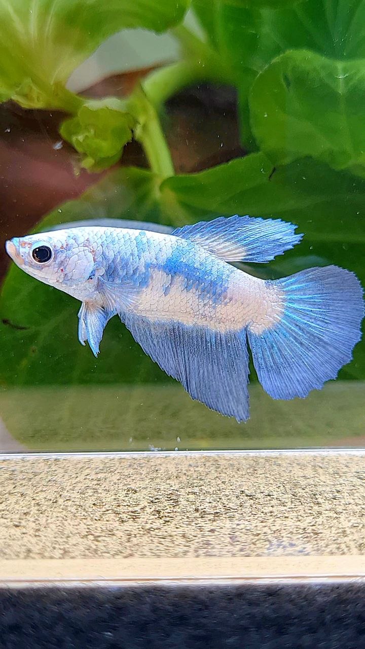 FEMALE HALFMOON BLUE RIM MARBLE BETTA FISH