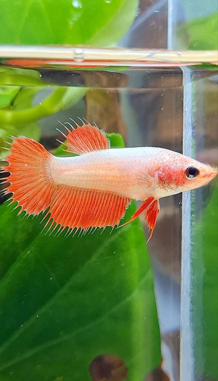 FEMALE CROWNTAIL RED BETTA FISH