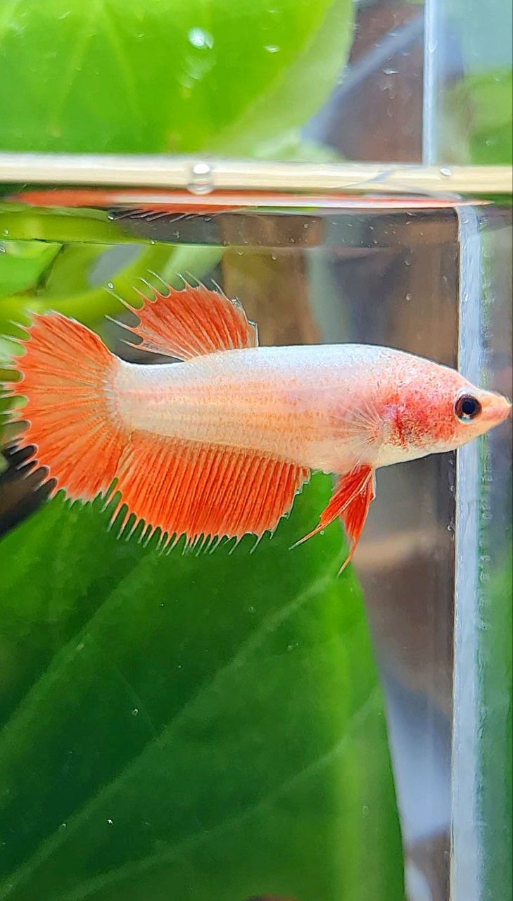 FEMALE CROWNTAIL RED BETTA FISH