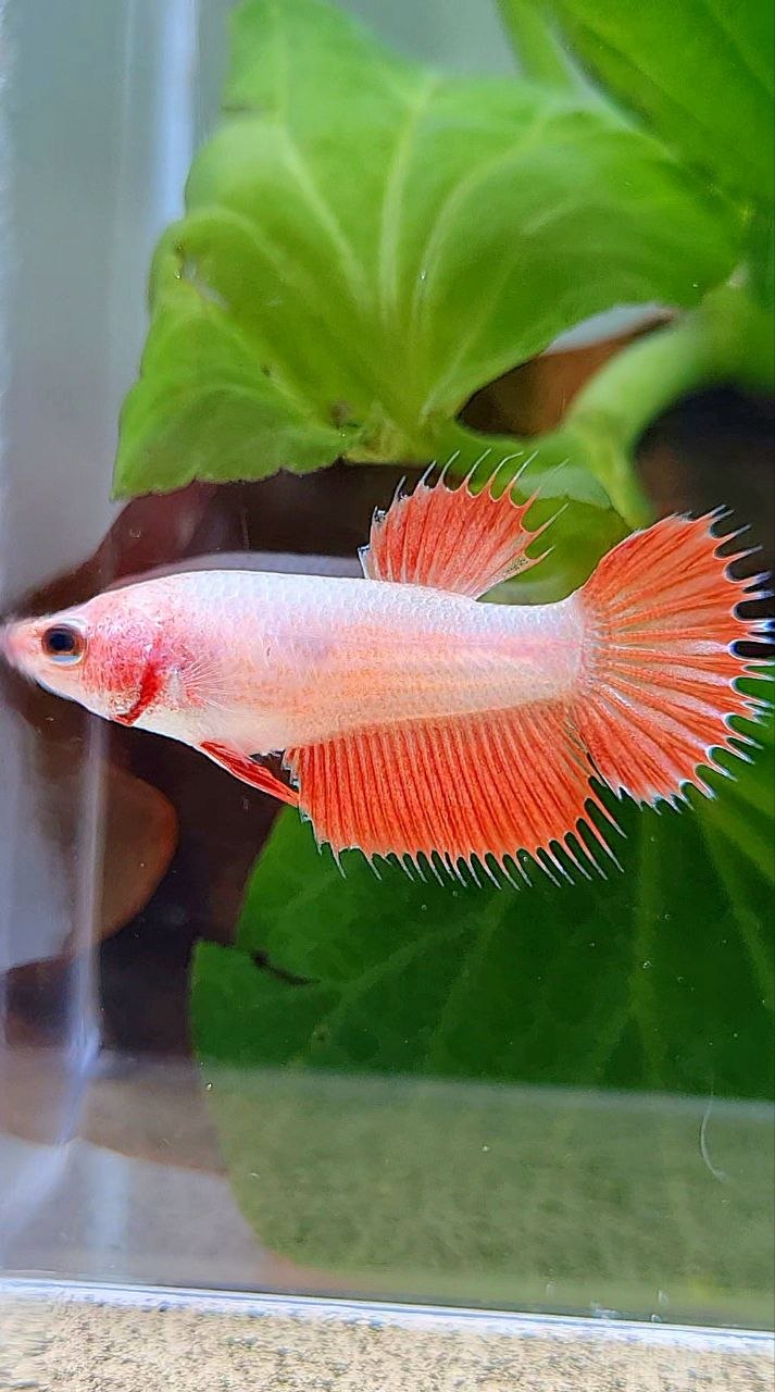 FEMALE CROWNTAIL RED BETTA FISH