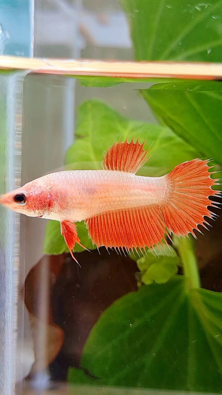FEMALE CROWNTAIL RED BETTA FISH