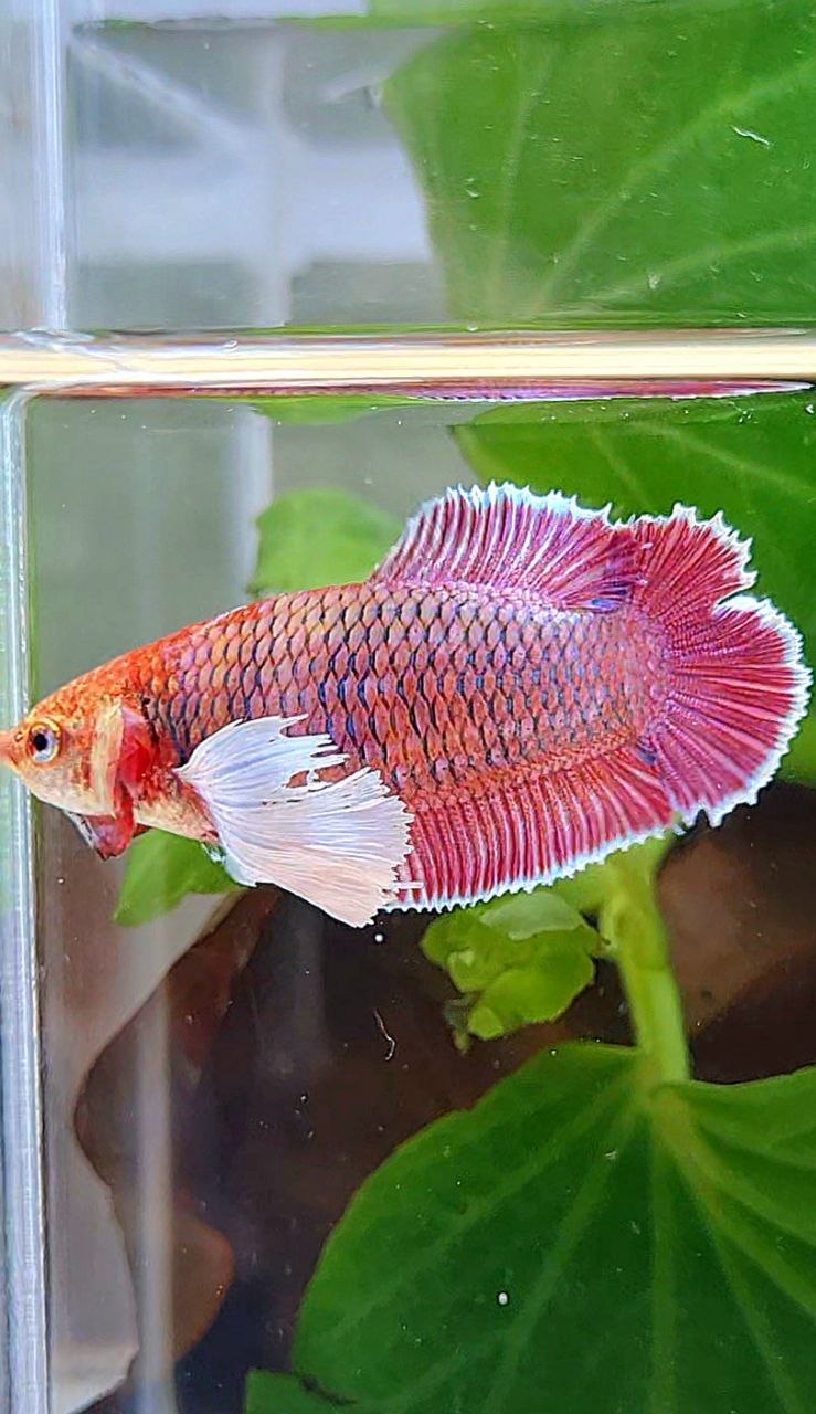 FEMALE PLAKAT DOUBLE TAIL DUMBO EAR PURPLE THANOS BETTA FISH