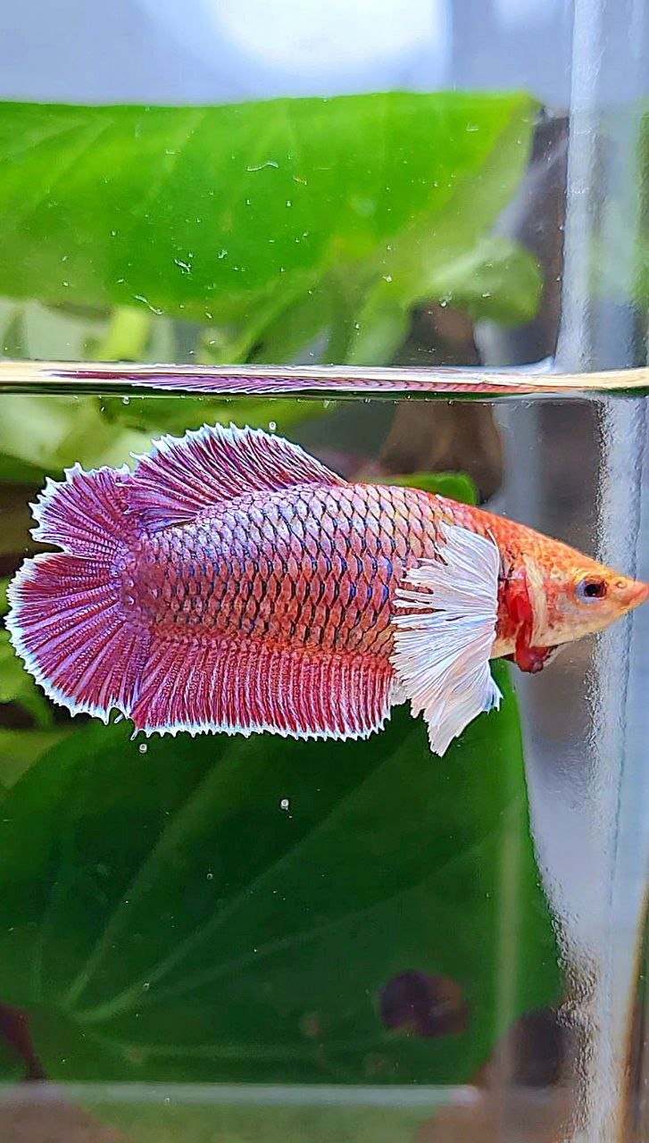 FEMALE PLAKAT DOUBLE TAIL DUMBO EAR PURPLE THANOS BETTA FISH