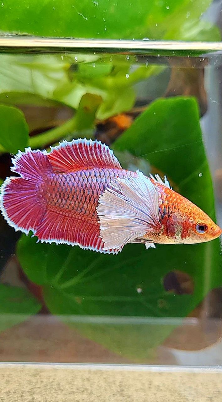 FEMALE PLAKAT DOUBLE TAIL DUMBO EAR PURPLE THANOS BETTA FISH