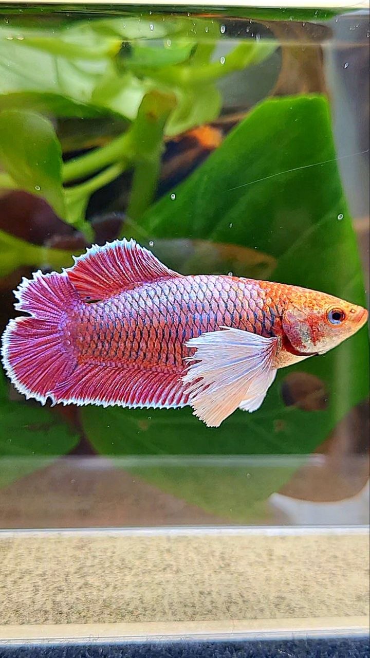 FEMALE PLAKAT DOUBLE TAIL DUMBO EAR PURPLE THANOS BETTA FISH