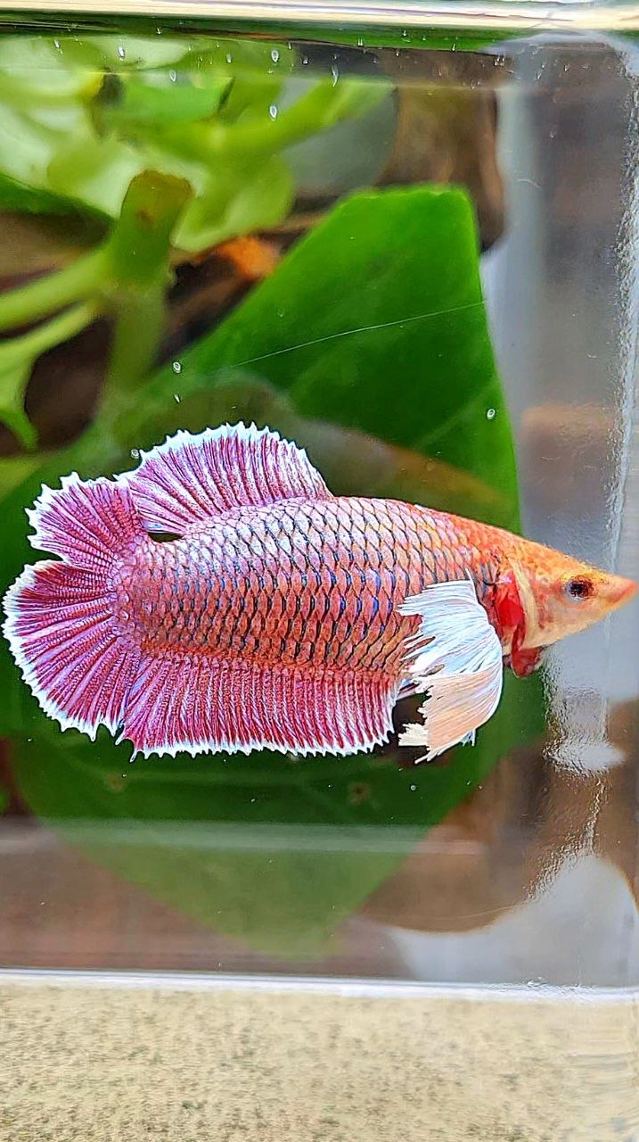 FEMALE PLAKAT DOUBLE TAIL DUMBO EAR PURPLE THANOS BETTA FISH