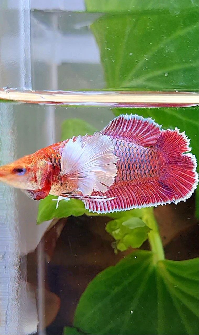 FEMALE PLAKAT DOUBLE TAIL DUMBO EAR PURPLE THANOS BETTA FISH