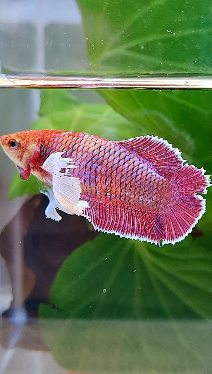 FEMALE PLAKAT DOUBLE TAIL DUMBO EAR PURPLE THANOS BETTA FISH