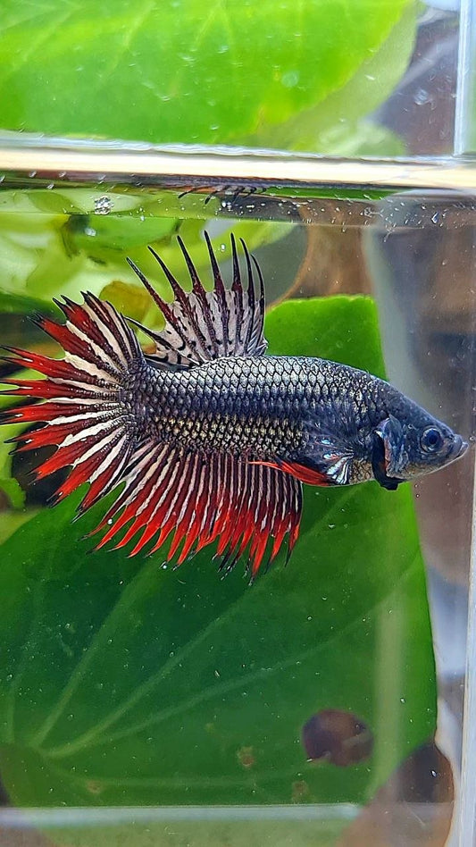 CROWNTAIL RED COPPER IMBELIS HYBRID WILD BETTA FISH