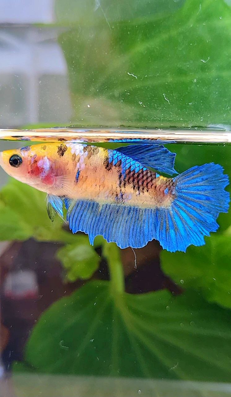 FEMALE HALFMOON YELLOW KOI GALAXY MULTICOLOR BETTA FISH
