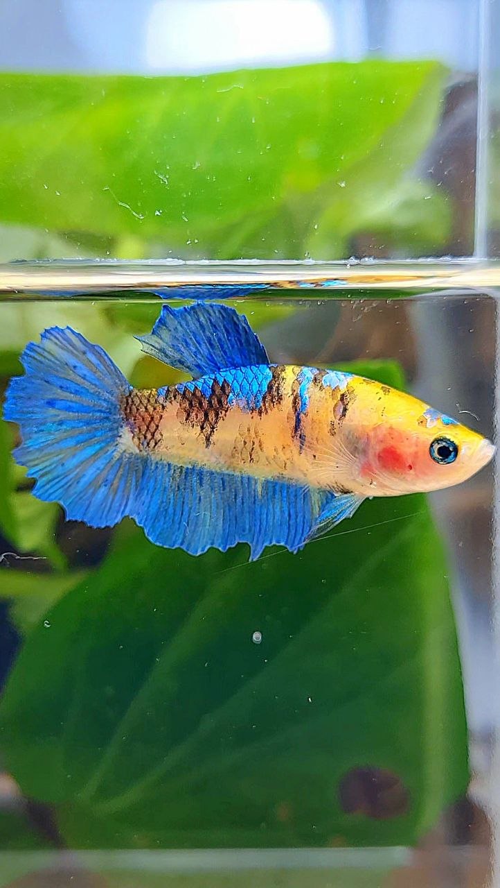 FEMALE HALFMOON YELLOW KOI GALAXY MULTICOLOR BETTA FISH