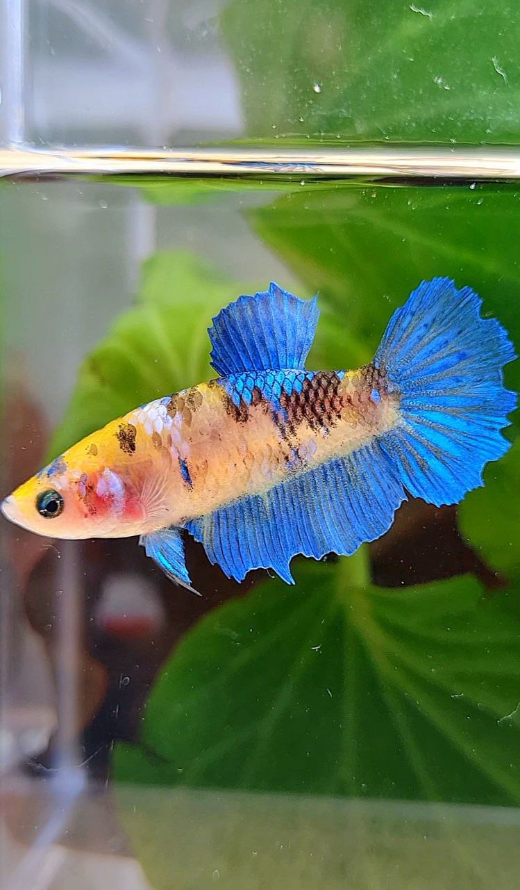 FEMALE HALFMOON YELLOW KOI GALAXY MULTICOLOR BETTA FISH