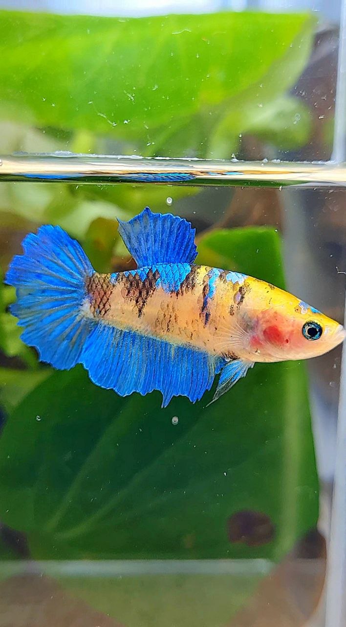 FEMALE HALFMOON YELLOW KOI GALAXY MULTICOLOR BETTA FISH