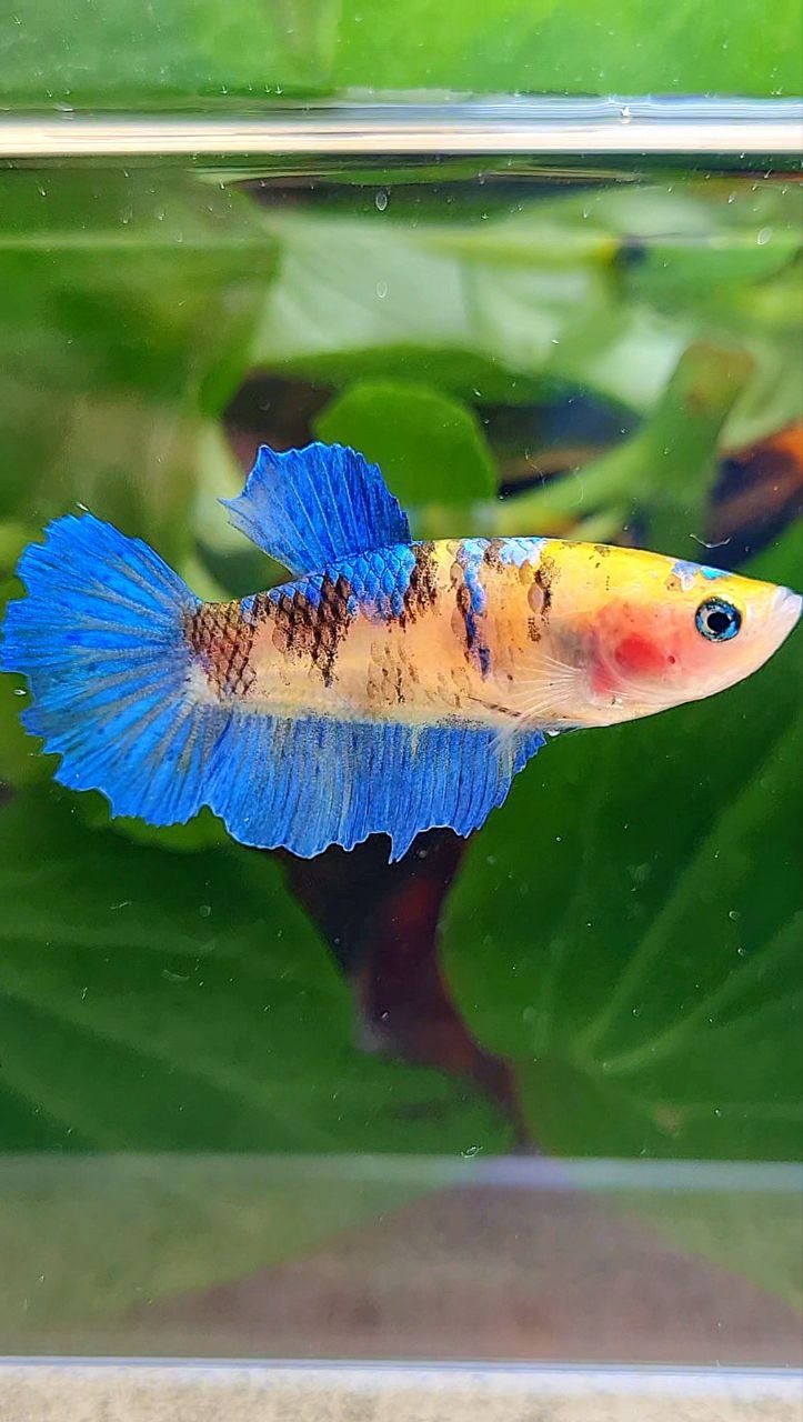 FEMALE HALFMOON YELLOW KOI GALAXY MULTICOLOR BETTA FISH