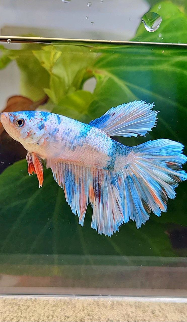 XL FEMALE HALFMOON ROSETAIL WHITE CANDY MULTICOLOR BETTA FISH