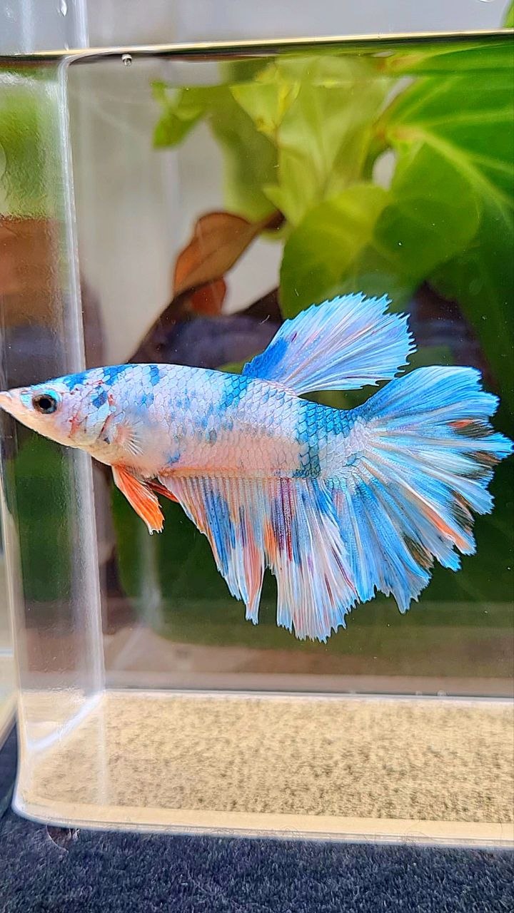 XL FEMALE HALFMOON ROSETAIL WHITE CANDY MULTICOLOR BETTA FISH