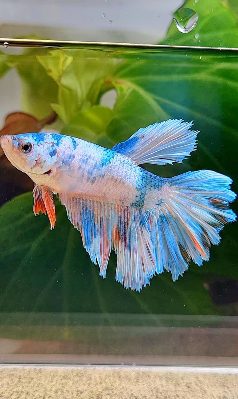 XL FEMALE HALFMOON ROSETAIL WHITE CANDY MULTICOLOR BETTA FISH