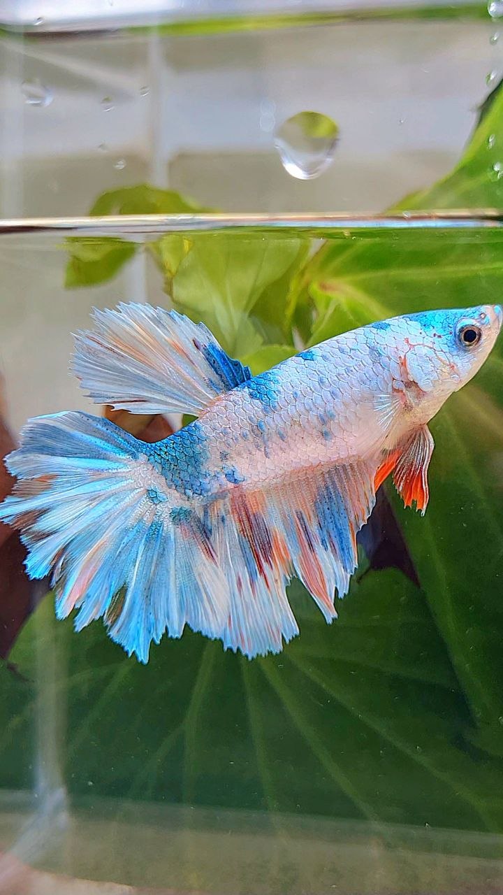 XL FEMALE HALFMOON ROSETAIL WHITE CANDY MULTICOLOR BETTA FISH