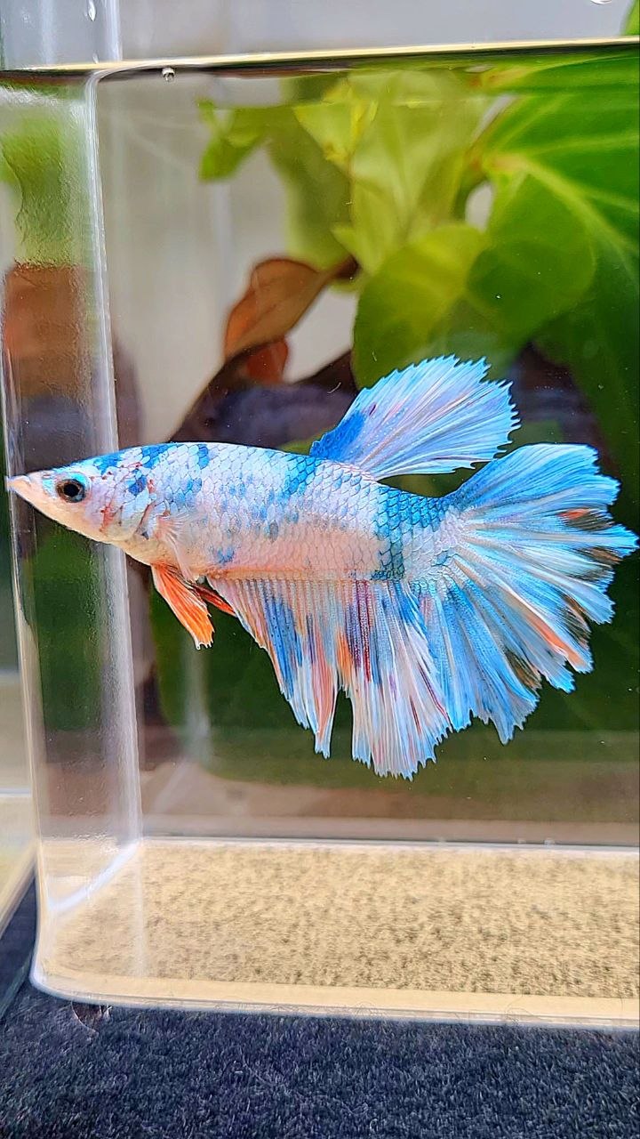 XL FEMALE HALFMOON ROSETAIL WHITE CANDY MULTICOLOR BETTA FISH