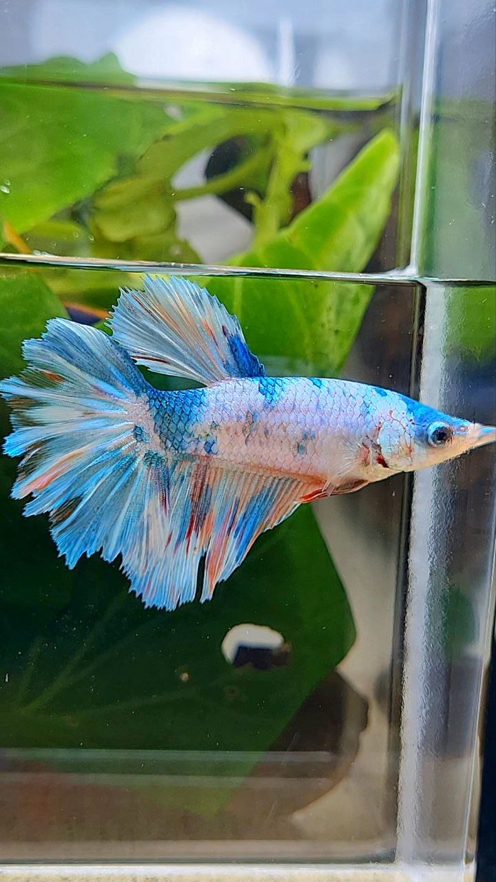 XL FEMALE HALFMOON ROSETAIL WHITE CANDY MULTICOLOR BETTA FISH