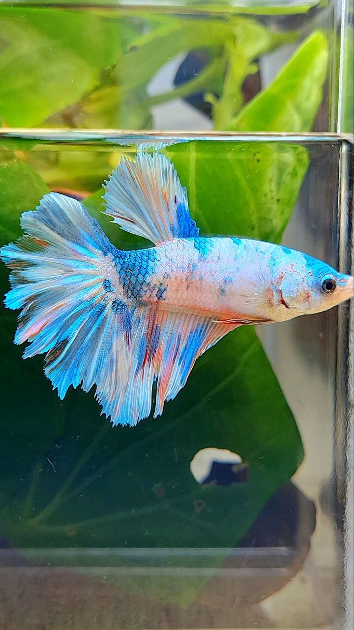 XL FEMALE HALFMOON ROSETAIL WHITE CANDY MULTICOLOR BETTA FISH