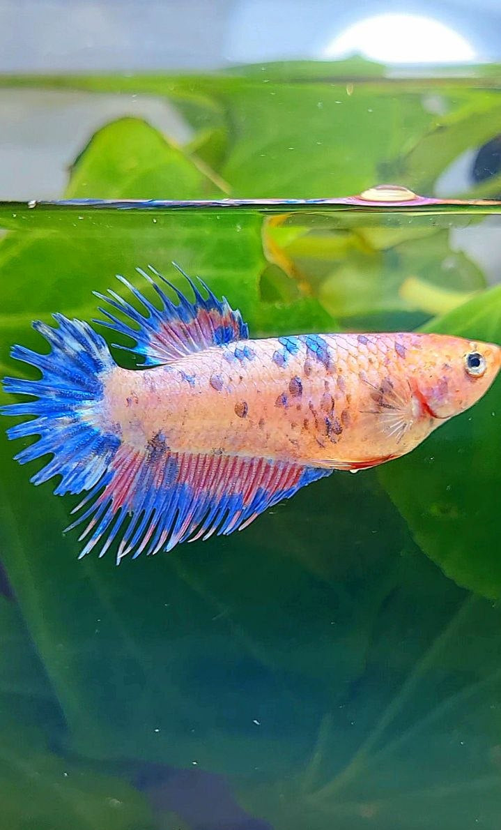 FEMALE CROWNTAIL CANDY MULTICOLOR BETTA FISH