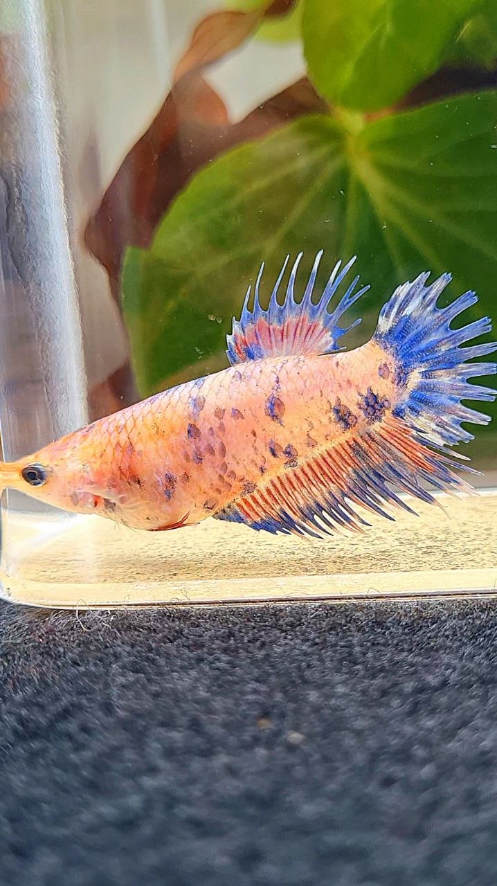 FEMALE CROWNTAIL CANDY MULTICOLOR BETTA FISH