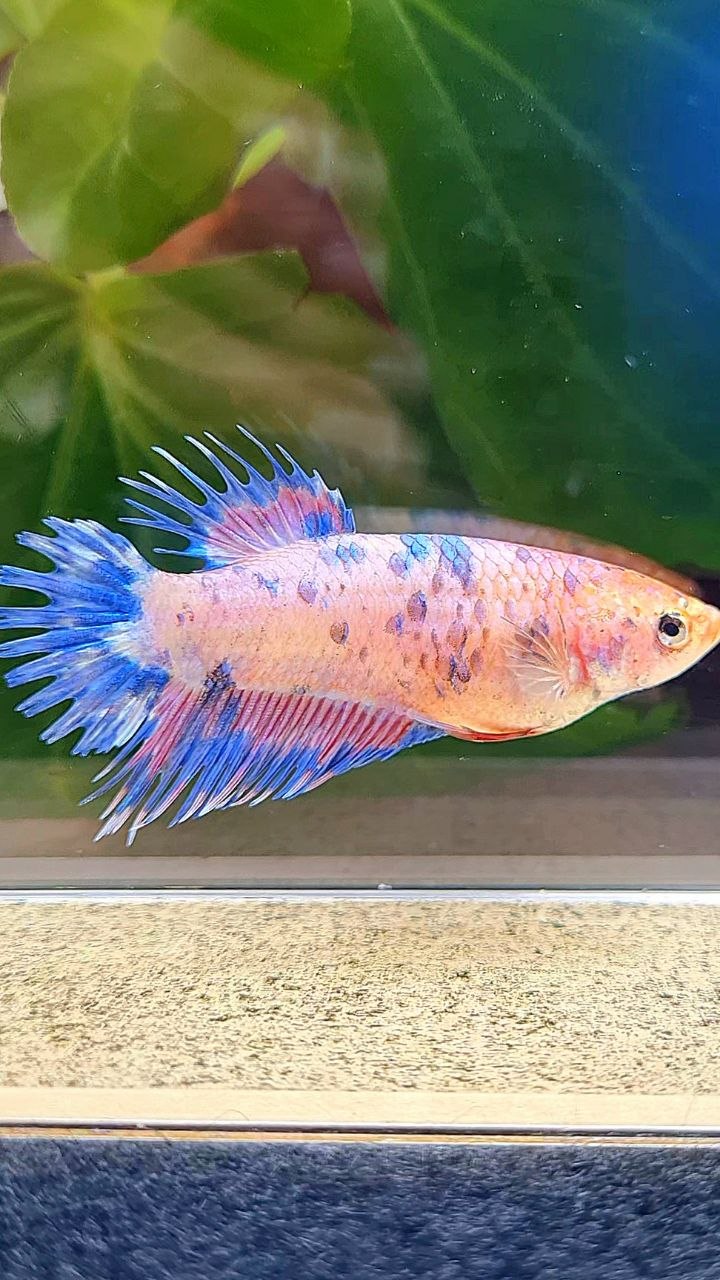 FEMALE CROWNTAIL CANDY MULTICOLOR BETTA FISH