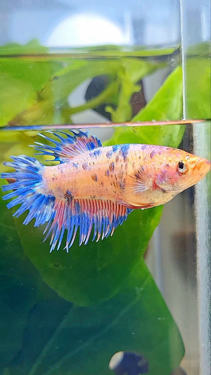 FEMALE CROWNTAIL CANDY MULTICOLOR BETTA FISH