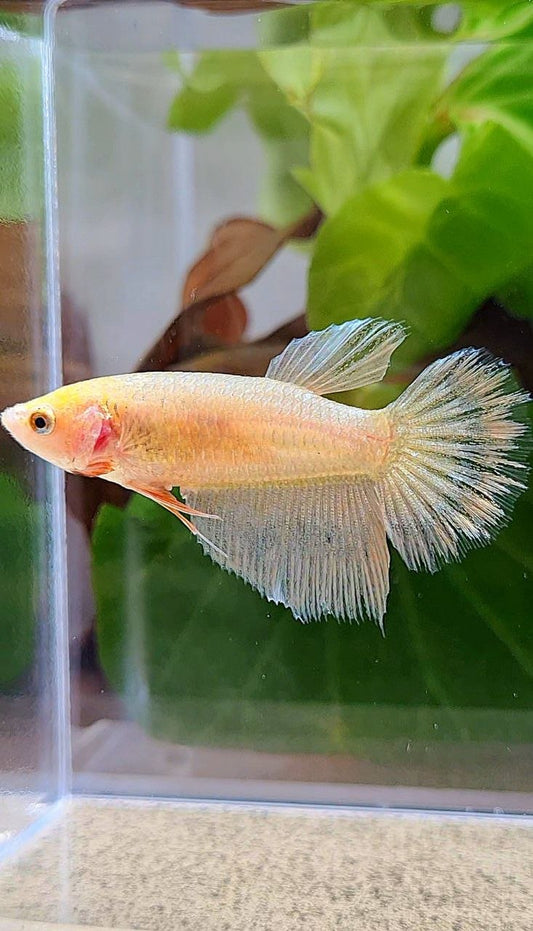 FEMALE HALFMOON GOLD BETTA FISH