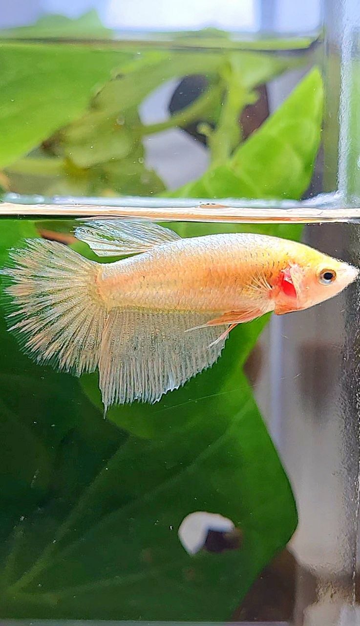 FEMALE HALFMOON GOLD BETTA FISH