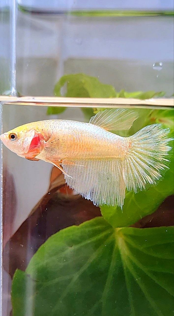 FEMALE HALFMOON GOLD BETTA FISH