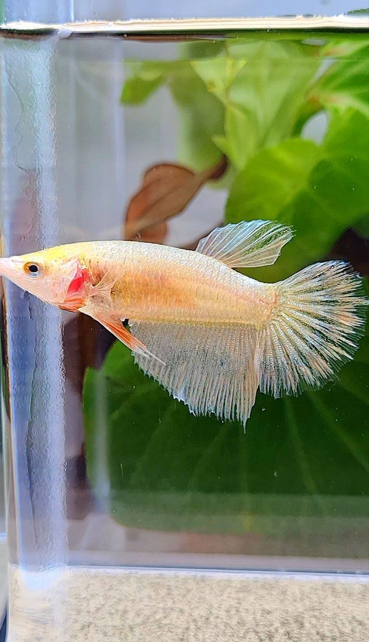 FEMALE HALFMOON GOLD BETTA FISH