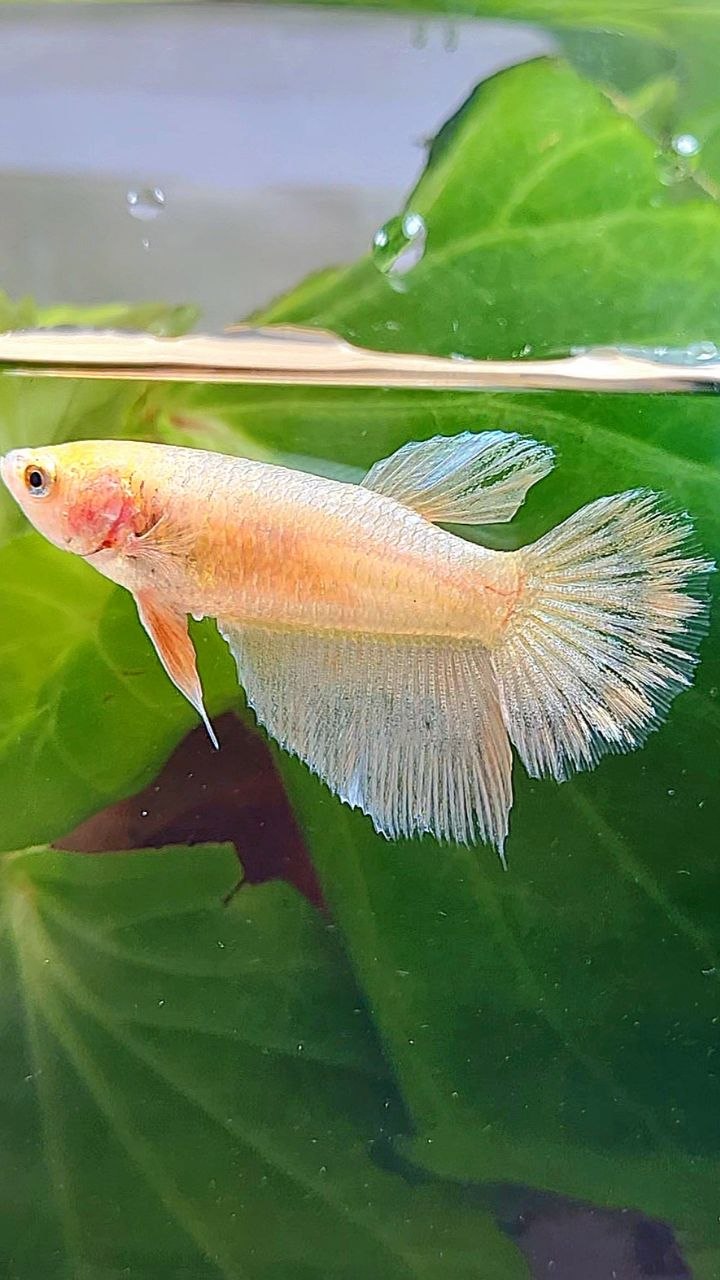 FEMALE HALFMOON GOLD BETTA FISH