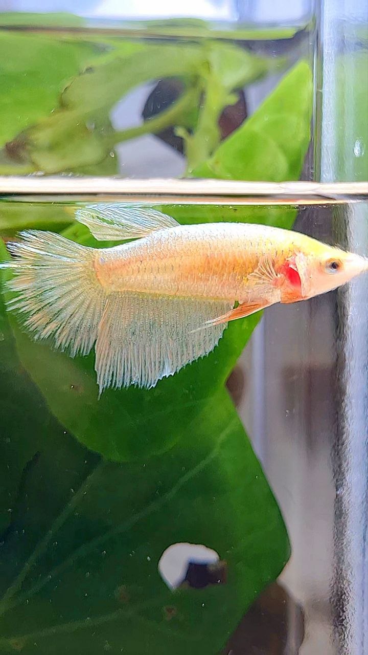 FEMALE HALFMOON GOLD BETTA FISH