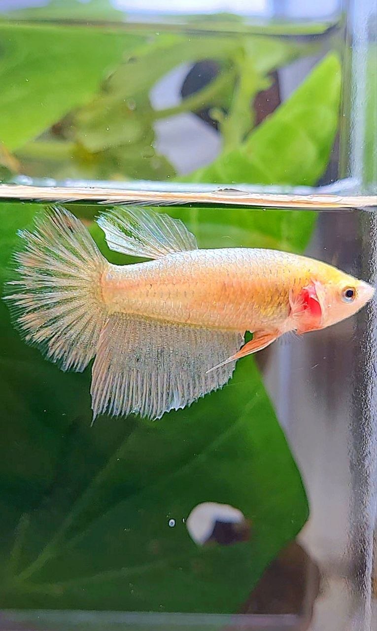 FEMALE HALFMOON GOLD BETTA FISH
