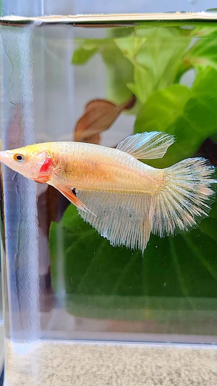FEMALE HALFMOON GOLD BETTA FISH