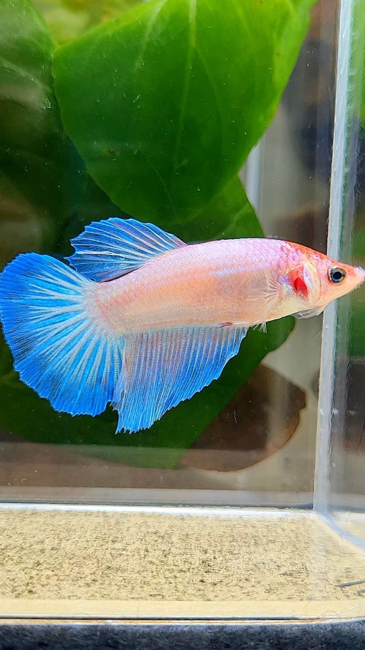 FEMALE HALFMOON WHITE PINK BETTA FISH