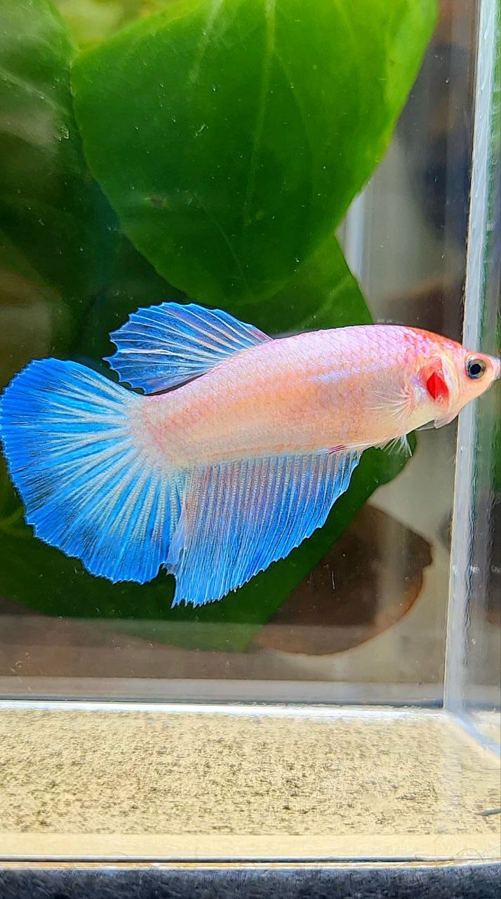 FEMALE HALFMOON WHITE PINK BETTA FISH