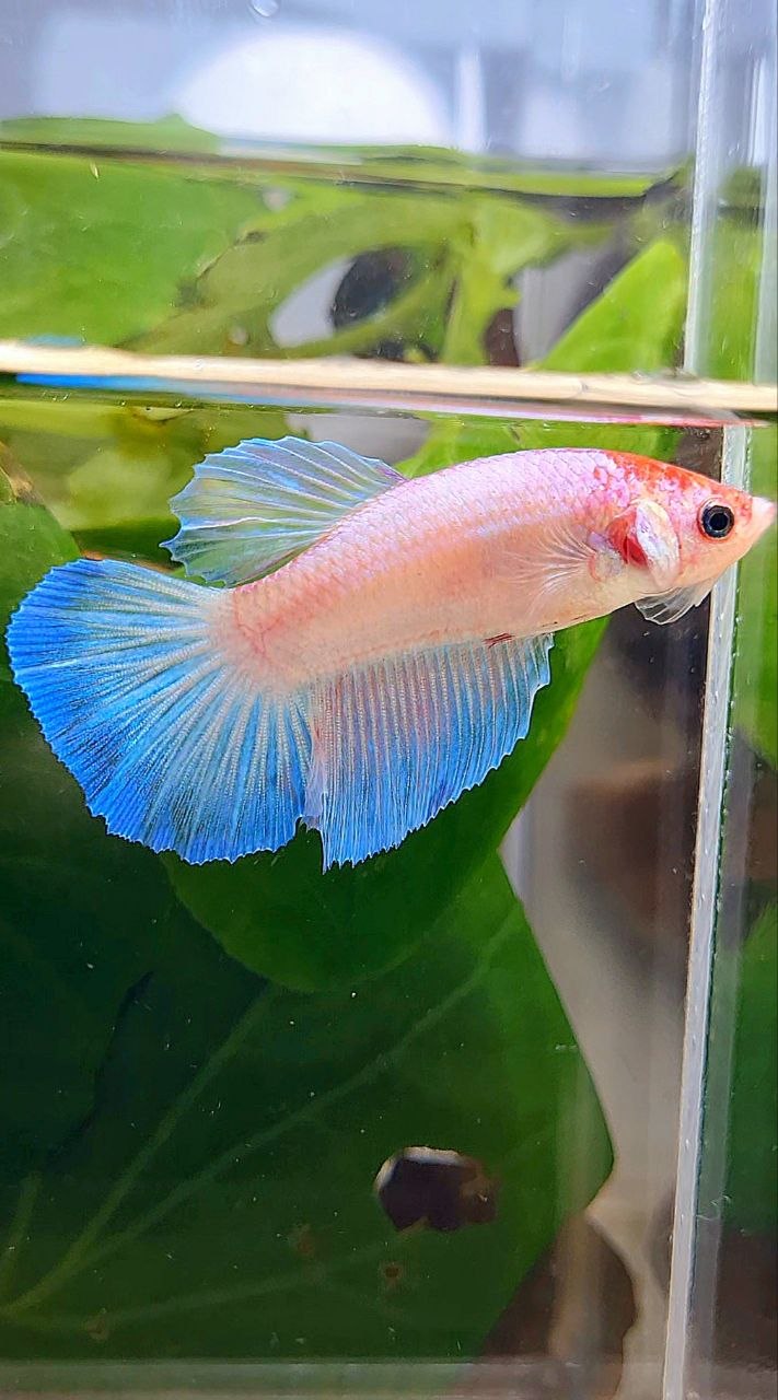 FEMALE HALFMOON WHITE PINK BETTA FISH