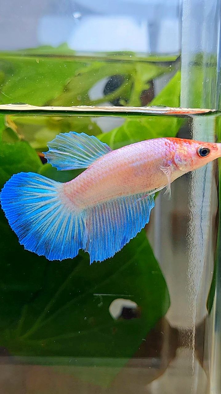 FEMALE HALFMOON WHITE PINK BETTA FISH