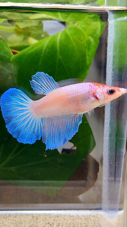 FEMALE HALFMOON WHITE PINK BETTA FISH