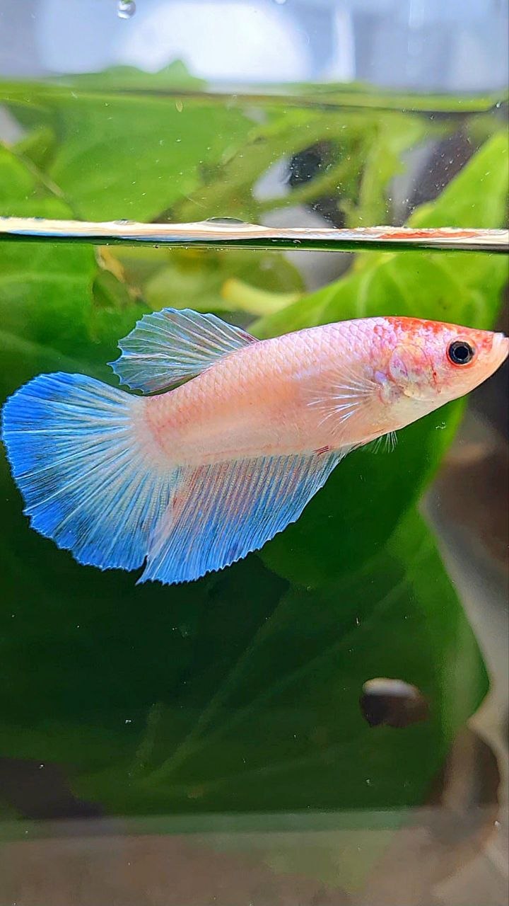 FEMALE HALFMOON WHITE PINK BETTA FISH