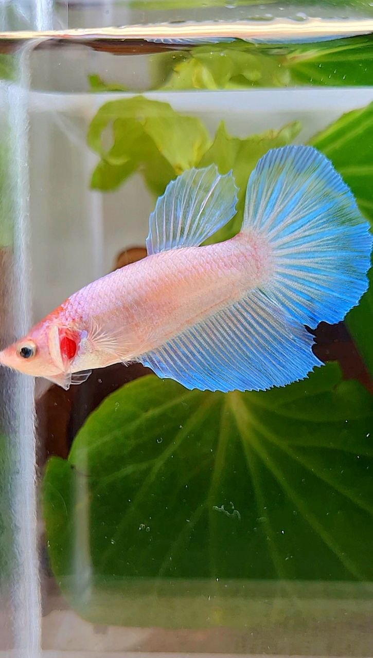FEMALE HALFMOON WHITE PINK BETTA FISH