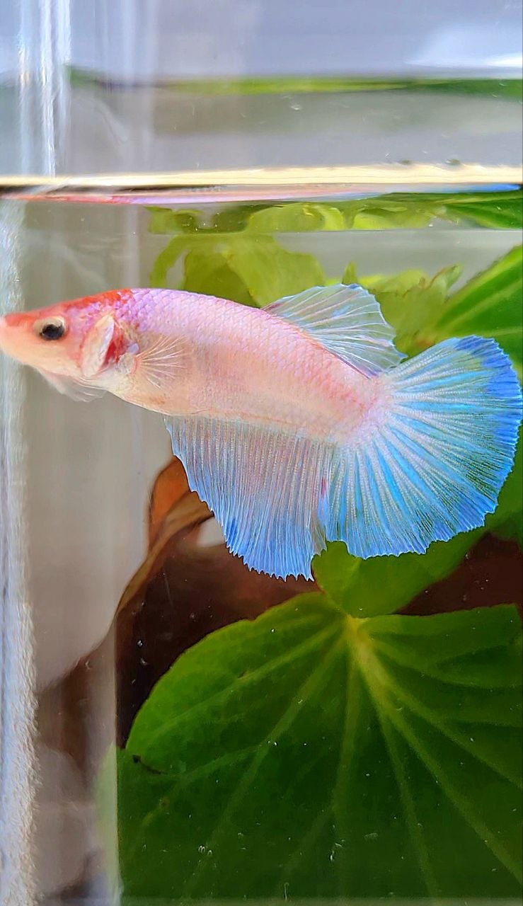 FEMALE HALFMOON WHITE PINK BETTA FISH