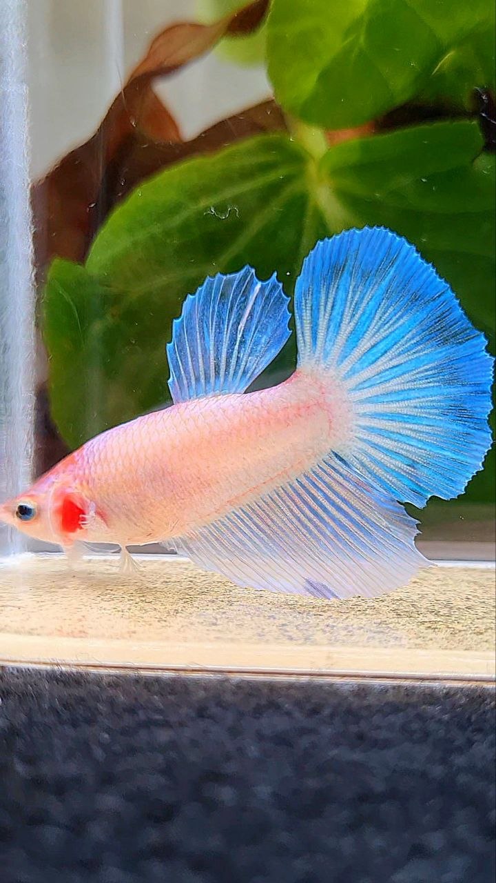 FEMALE HALFMOON WHITE PINK BETTA FISH